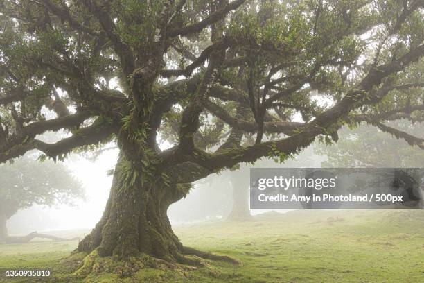 trees on field against sky,autonome region madeira,portugal - evolução imagens e fotografias de stock