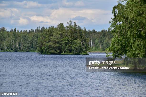 scenic view of river amidst trees against sky - träd stock pictures, royalty-free photos & images