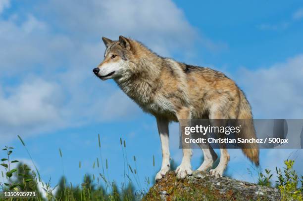 low angle view of fox standing on mountain against sky,united states,usa - lobo cinzento - fotografias e filmes do acervo