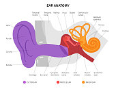 Ear anatomy diagram