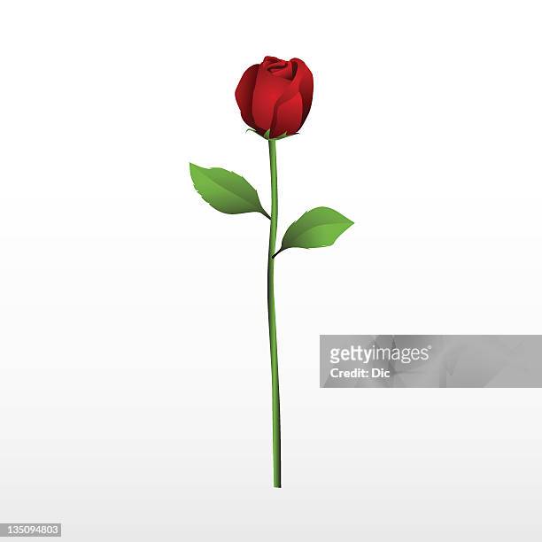 red rose with it's stalk and leaves on a white background - plant stem stock illustrations