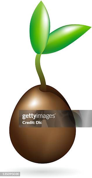 seedling - nuts isolated stock illustrations