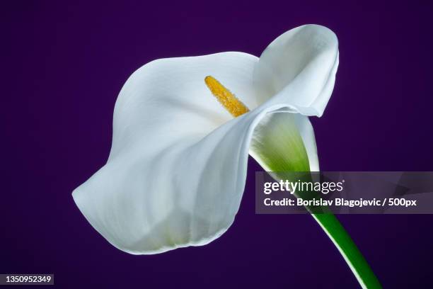 close-up of white flower against black background,beograd,serbia - calla stockfoto's en -beelden