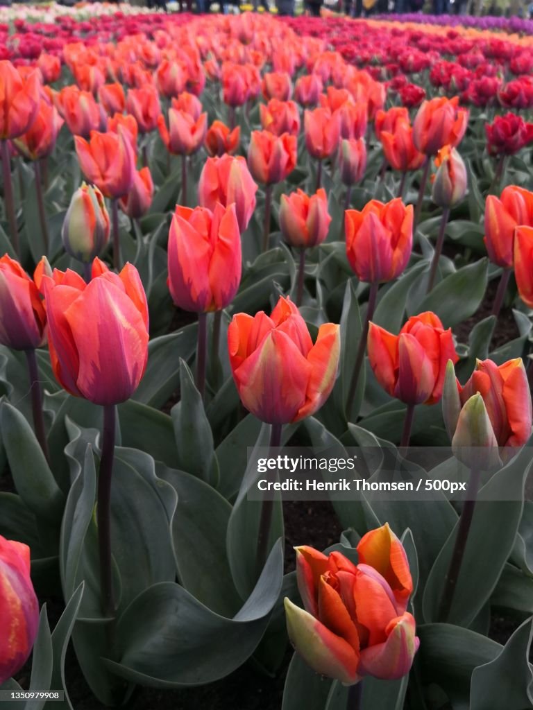 Close-up of red tulips