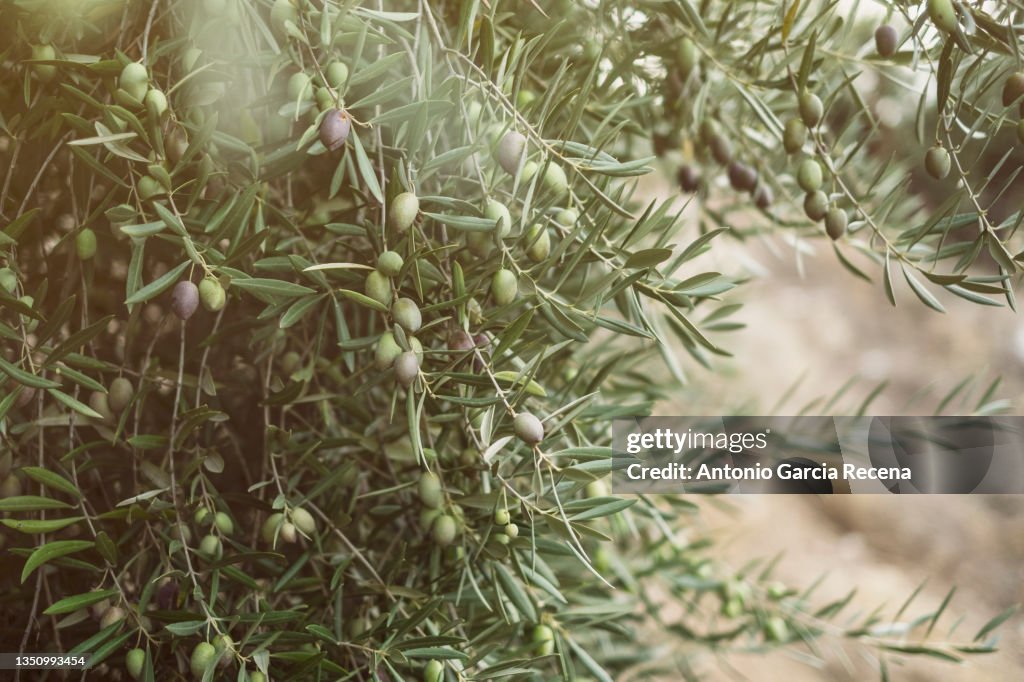 Olive branch with green olives that gradually turn black to produce olive oil