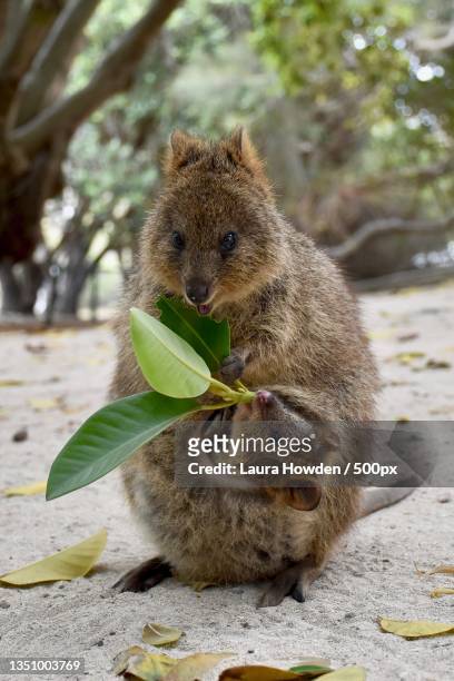 close-up of squirrel eating food on tree - quokka photos et images de collection