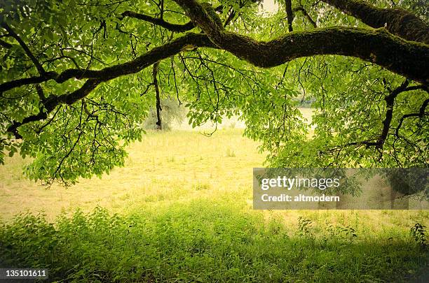 nature - bosrijk gebied stockfoto's en -beelden