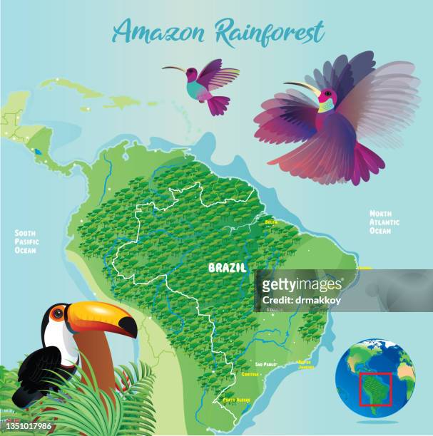ilustraciones, imágenes clip art, dibujos animados e iconos de stock de selva amazónica y aves - estado del amazonas brasil