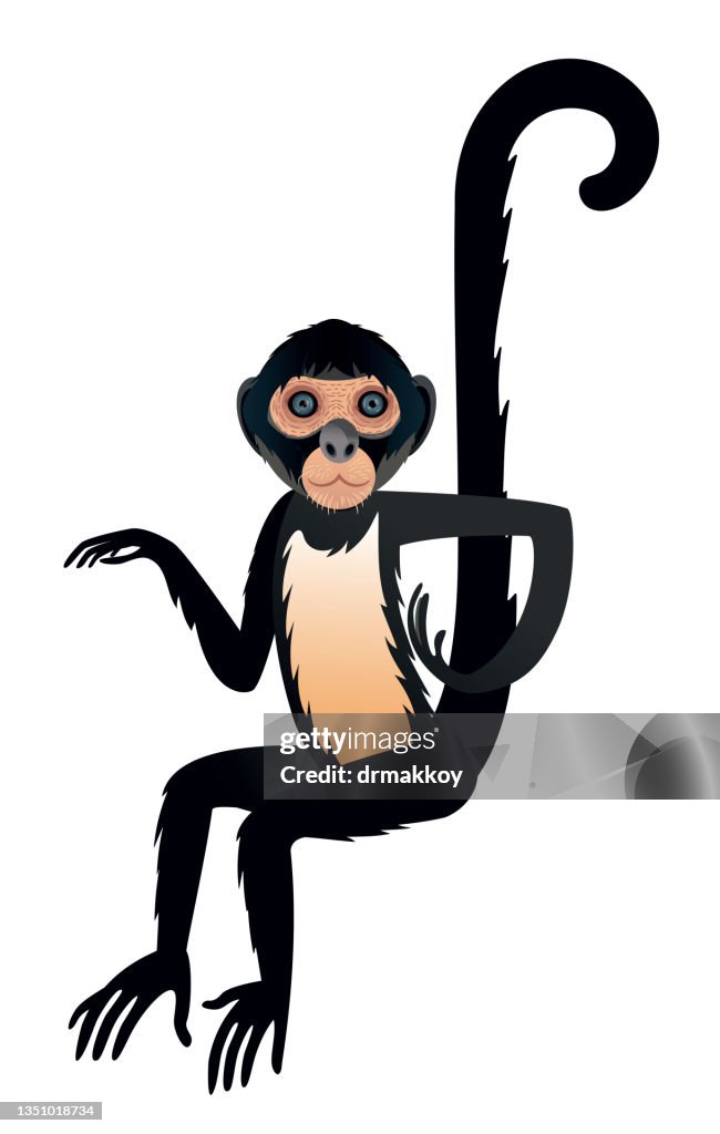 Blackheaded Spider Monkey High-Res Vector Graphic - Getty Images