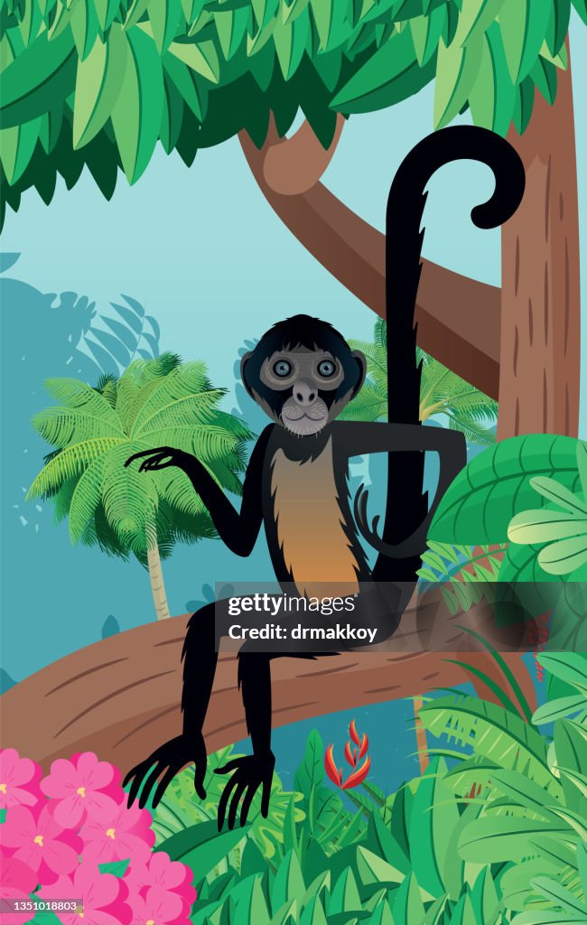 Blackheaded Spider Monkey High-Res Vector Graphic - Getty Images