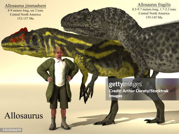 allosaurus jimaddseni and allosaurus fragilus size reference chart. - allosaurus stock illustrations