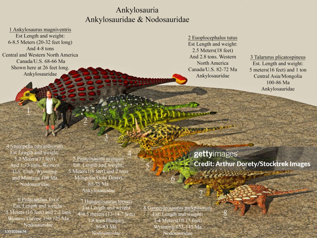 Size reference chart of various ankylosaurids and nodosaurids from the prehistoric era.