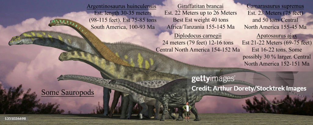 Size reference chart of various sauropods from the Jurassic and Cretaceous periods.
