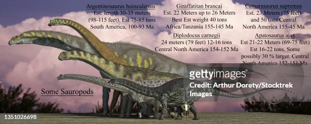 size reference chart of various sauropods from the jurassic and cretaceous periods. - argentinosaurus stock illustrations
