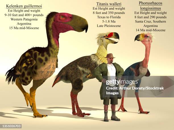 size comparison of three of the largest terror birds. - pleistocene stock illustrations
