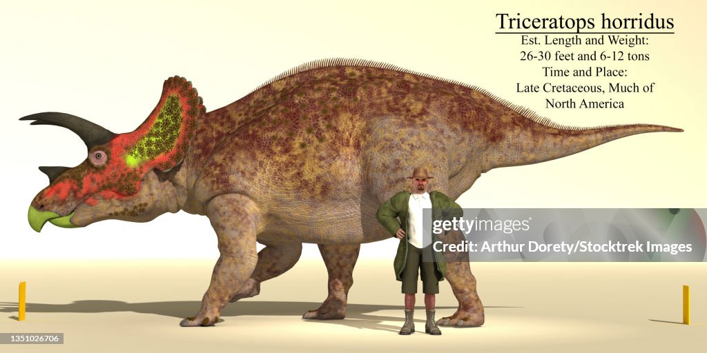 Size reference chart of a Triceratops horridus dinosaur.