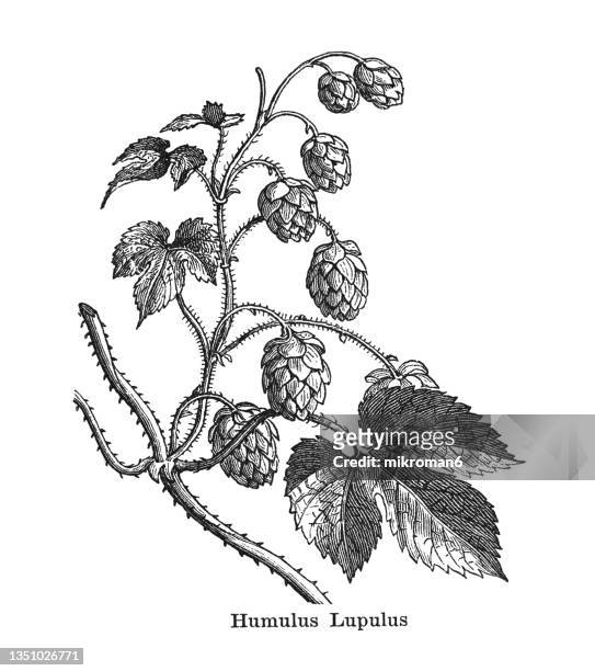old engraved illustration of common hop (humulus lupulus) - hops crop stock pictures, royalty-free photos & images