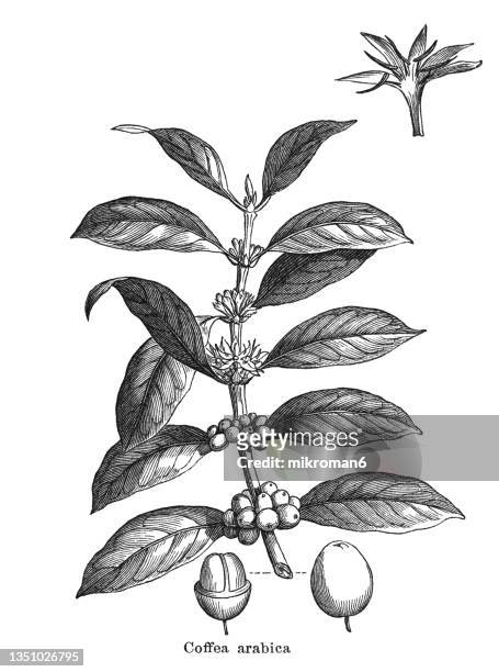 old engraved illustration of a botany - arabian coffee, coffee shrub of arabia, mountain coffee or arabica coffee (coffea arabica) - café arábica planta imagens e fotografias de stock