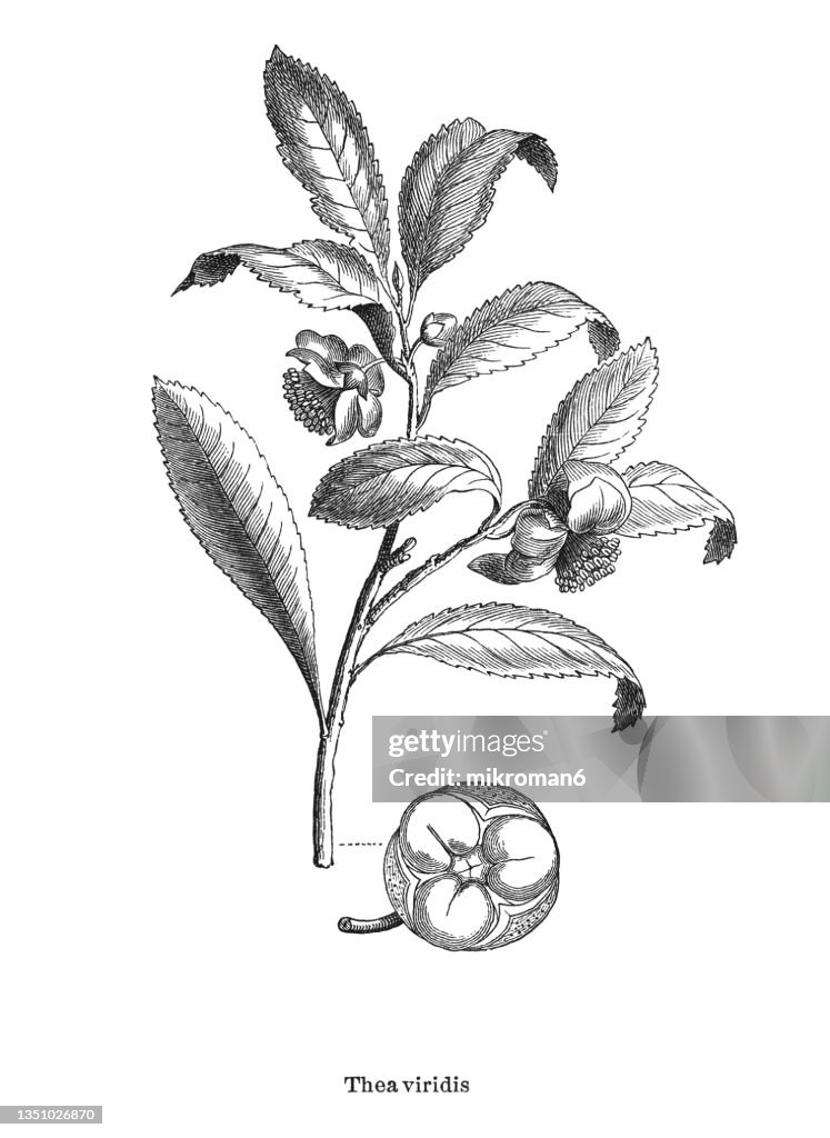 Old engraved illustration of Tea plant (Camellia sinensis)