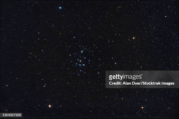 messier 44, the beehive star cluster in cancer. - 球状星団 ストックフォトと画像
