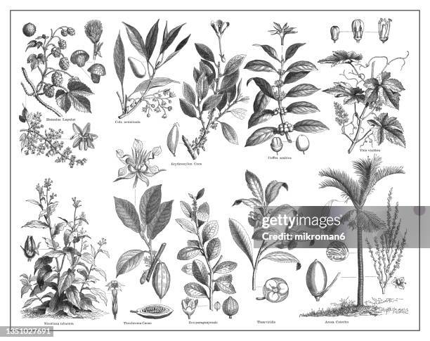 old engraved illustration of stimulant  and psychoactive plants - botany sketch stock pictures, royalty-free photos & images