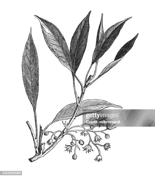 old engraved illustration of cola plant (cola acuminata) - botanical illustration vintage stock pictures, royalty-free photos & images