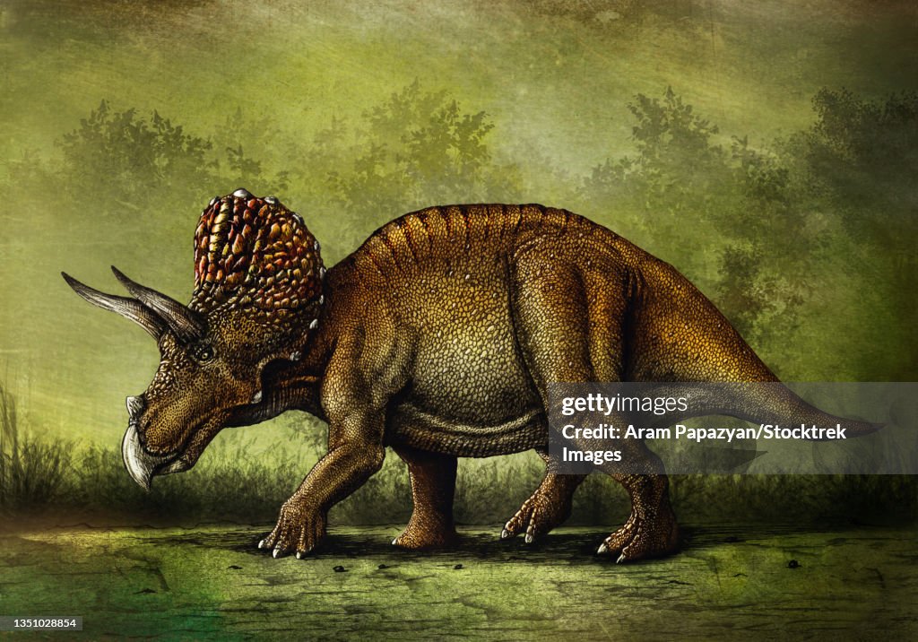 Triceratops horridus dinosaur.