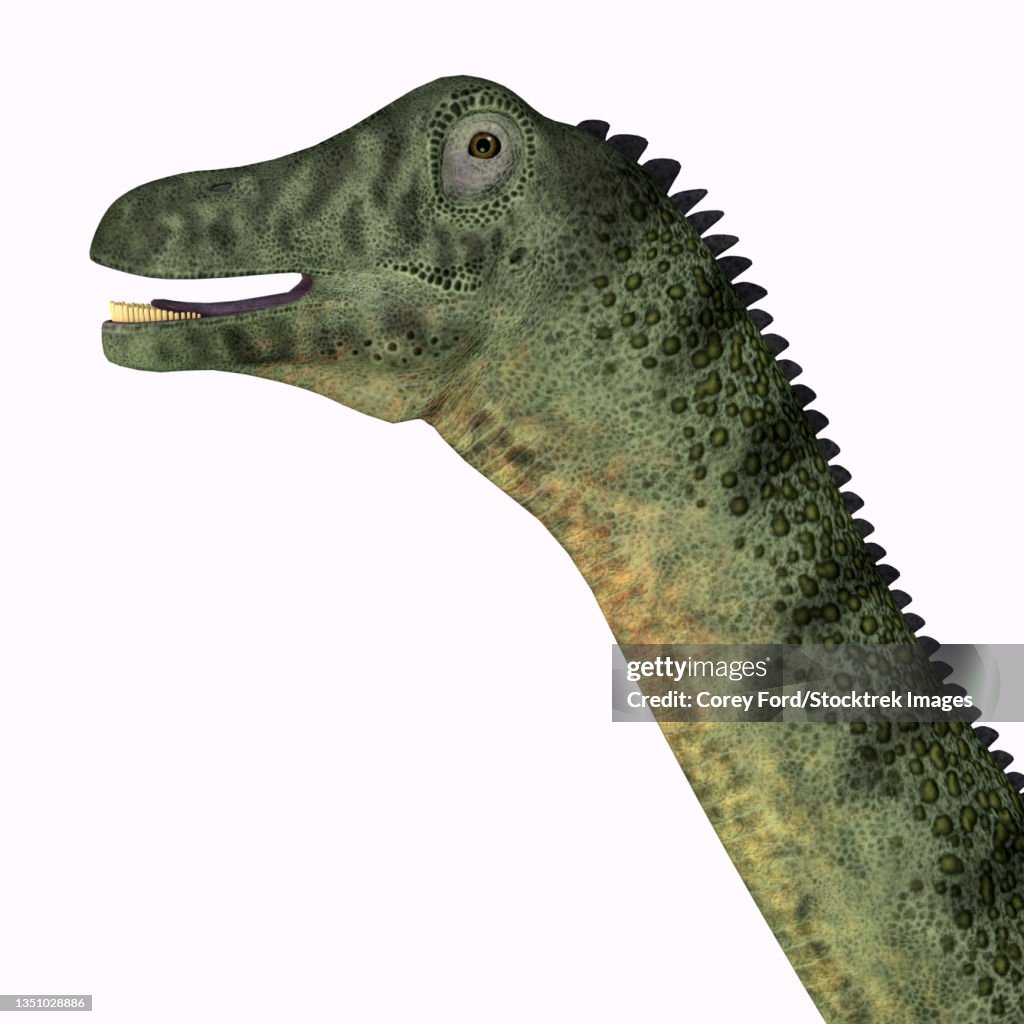 Saltasaurus dinosaur portrait.