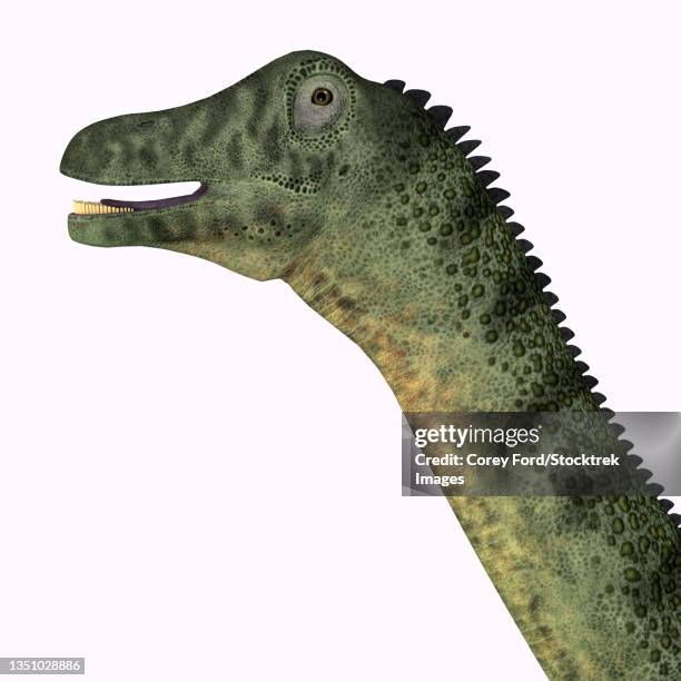 saltasaurus dinosaur portrait. - quadrupedalism stock illustrations