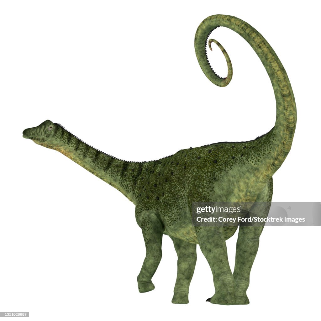 Saltasaurus dinosaur on white background.