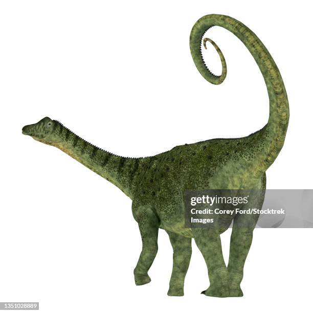 saltasaurus dinosaur on white background. - quadrupedalism stock illustrations