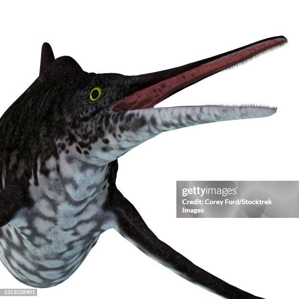shonisaurus ichthyosaur head. - shonisaurus stock illustrations