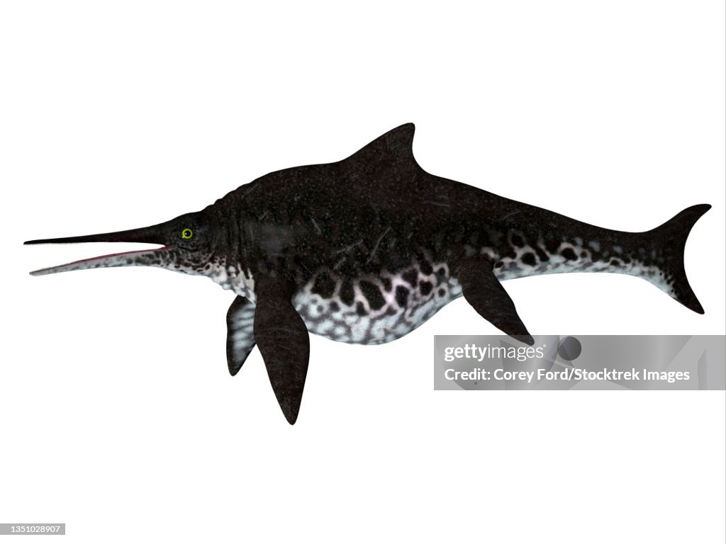 Shonisaurus ichthyosaur, side profile.