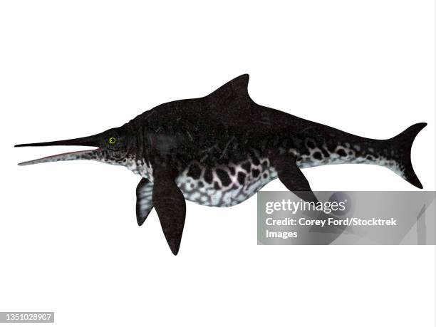 shonisaurus ichthyosaur, side profile. - shonisaurus stock illustrations