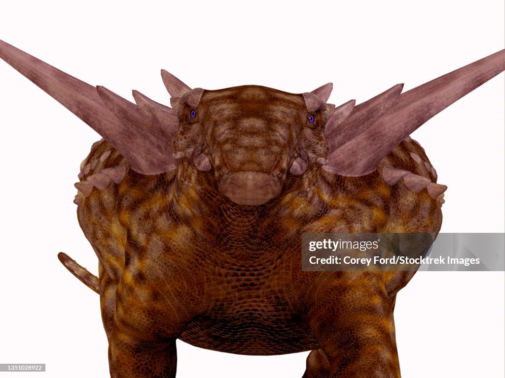 Sauropelta armored dinosaur, front view.