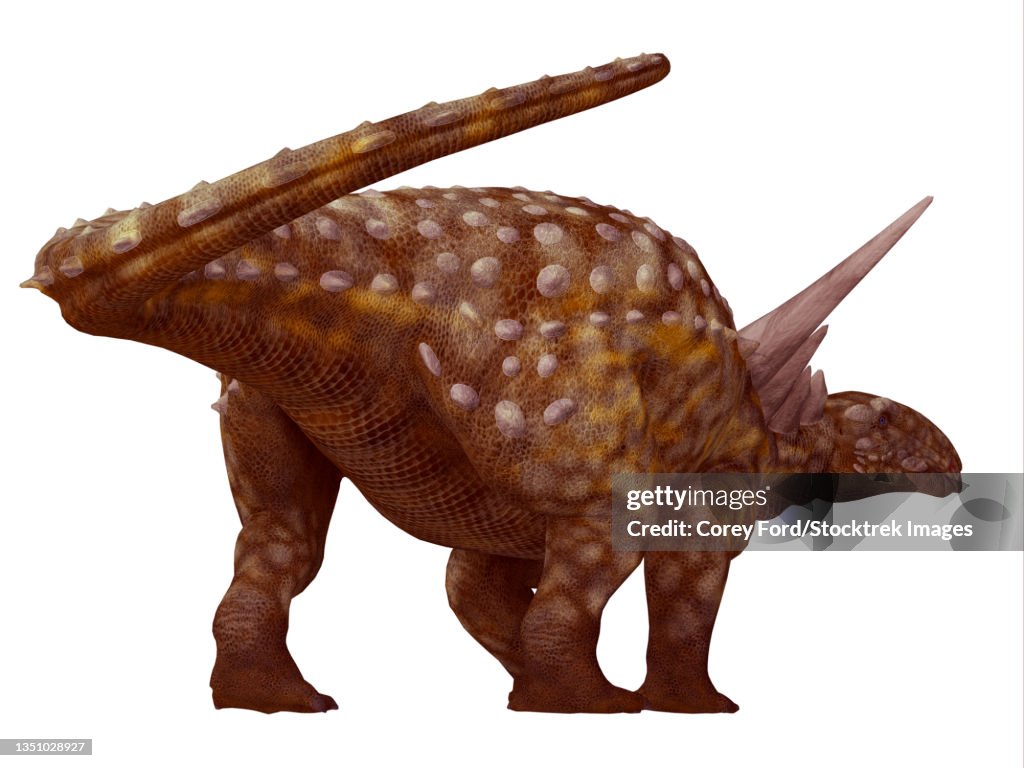 Sauropelta armored dinosaur.
