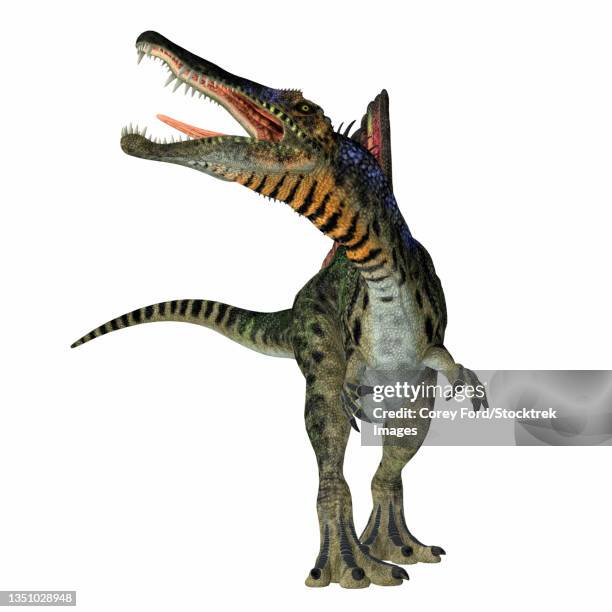 spinosaurus dinosaur roaring, front view. - knurren stock-grafiken, -clipart, -cartoons und -symbole