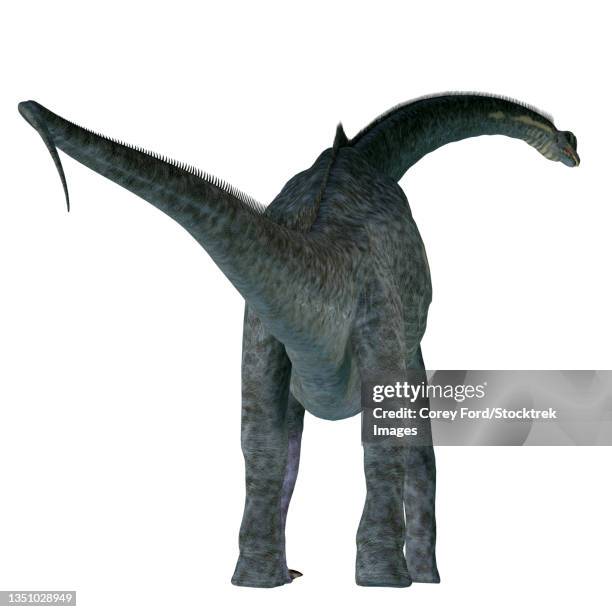 sauroposeidon dinosaur, rear view. - quadrupedalism stock illustrations