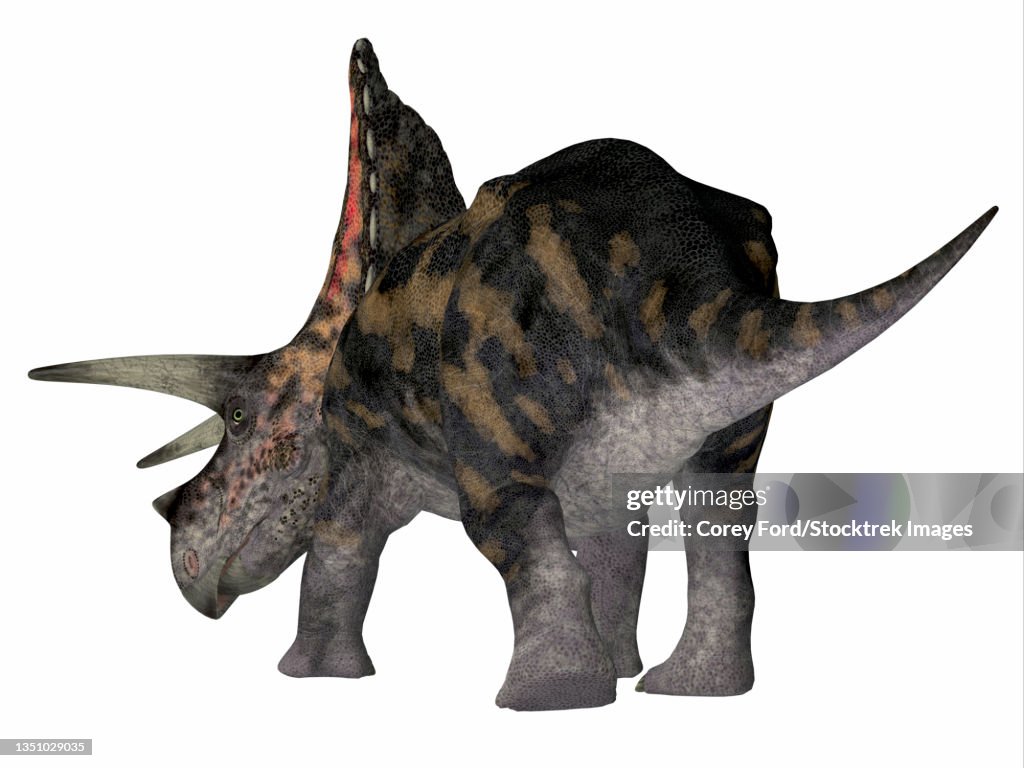 Torosaurus dinosaur, rear view on white background.