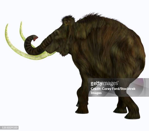 woolly mammoth, side profile on white background. - holozän stock-grafiken, -clipart, -cartoons und -symbole