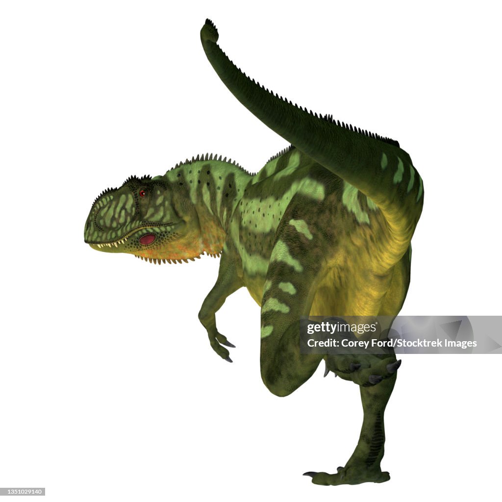 Yangchuanosaurus dinosaur, rear view on white background.