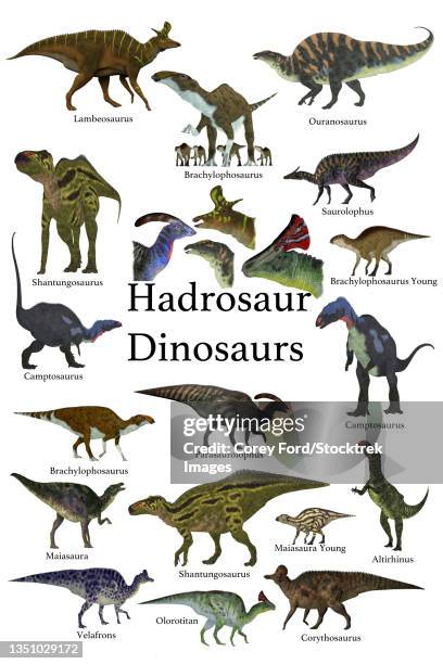 a collection of ornithopod herbivorous hadrosaur dinosaurs. - corythosaurus stock illustrations