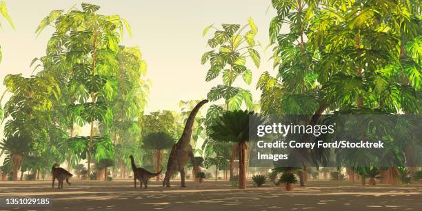 a herd of argentinosaurus dinosaurs grazing on foliage in a cretaceous forest. - foraging stock illustrations