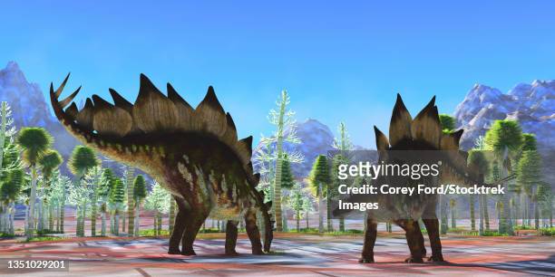 two herbivorous stegosaurus dinosaurs eat in a cycad forest. - cycad stock-grafiken, -clipart, -cartoons und -symbole
