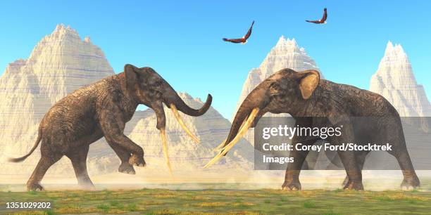 two bull stegotetrabelodon animals fight each other for mating rights. - miocene stock illustrations