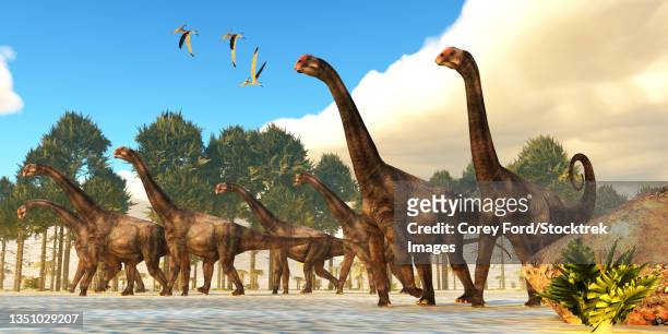 a herd of brontomerus dinosaurs during the cretaceous period. - quadrupedalism stock illustrations