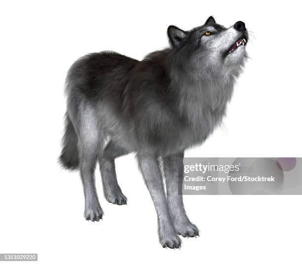 dire wolf howling. - pleistocene stock illustrations