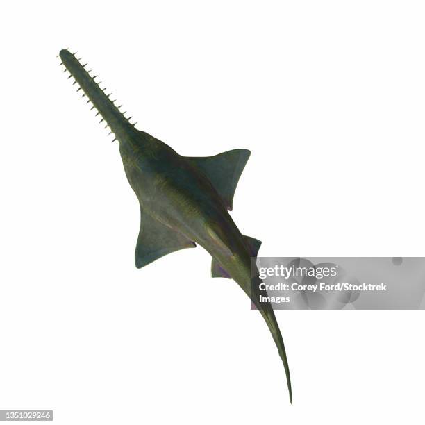 39点のノコギリエイイラスト素材 Getty Images 39点のノコギリエイイラスト素材 Getty Images