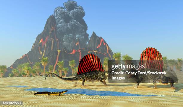 two dimetrodon reptiles fight over territory and mating rights. - cycad stock illustrations