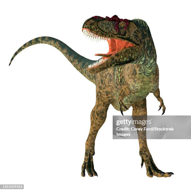 Albertosaurus Dinosaur Front View On White Background, Stockfoto